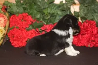SAWYER, a male Miniature American Shepherd for sale in Glencoe, MN – 2 of 10