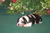 QUEEN, a female Miniature American Shepherd for sale in Glencoe, MN – 1 of 8