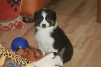 CLAIR, a female Miniature American Shepherd for sale in Glencoe, MN – 2 of 10
