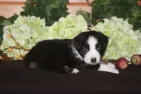 SAMUEL, a male Miniature American Shepherd for sale in Glencoe, MN – 3 of 10
