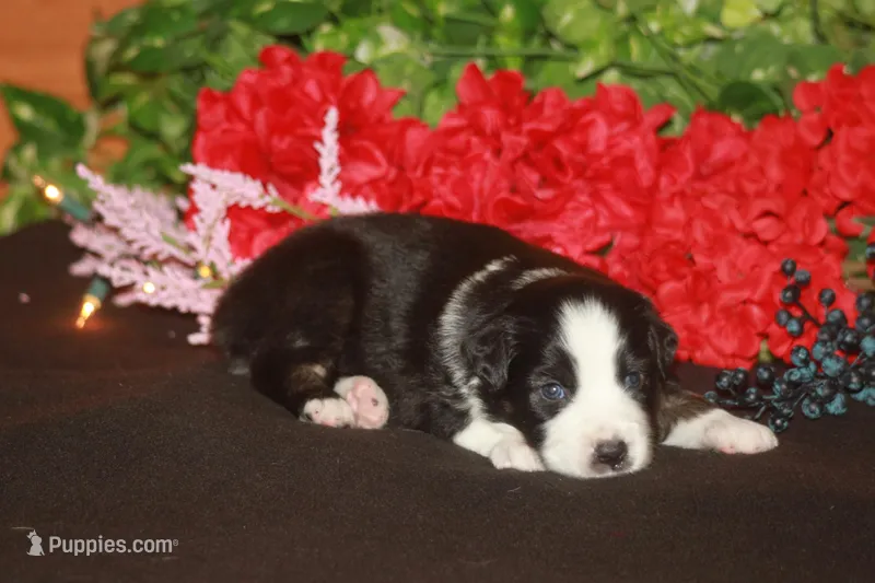 SAMUEL – Miniature American Shepherd puppy for sale in Glencoe, MN
