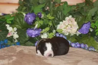 SAMUEL, a male Miniature American Shepherd for sale in Glencoe, MN – Photo 9 of 9