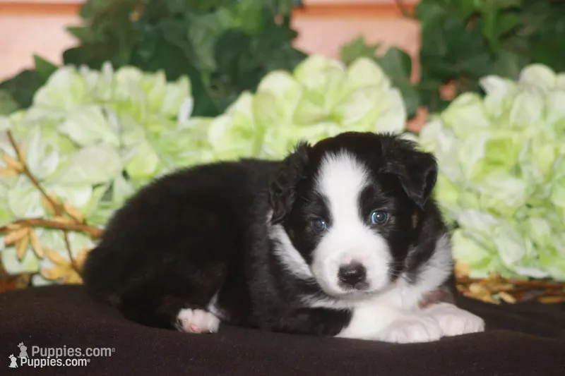 SAMUEL – Miniature American Shepherd puppy for sale in Glencoe, MN