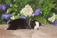 SAMUEL, a male Miniature American Shepherd for sale in Glencoe, MN – Photo 3 of 9