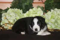 SAMUEL, a male Miniature American Shepherd for sale in Glencoe, MN – 7 of 10