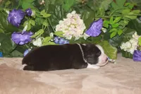 SAMUEL, a male Miniature American Shepherd for sale in Glencoe, MN – Photo 8 of 9