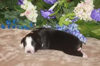 SAMUEL, a male Miniature American Shepherd for sale in Glencoe, MN – Photo 2 of 9