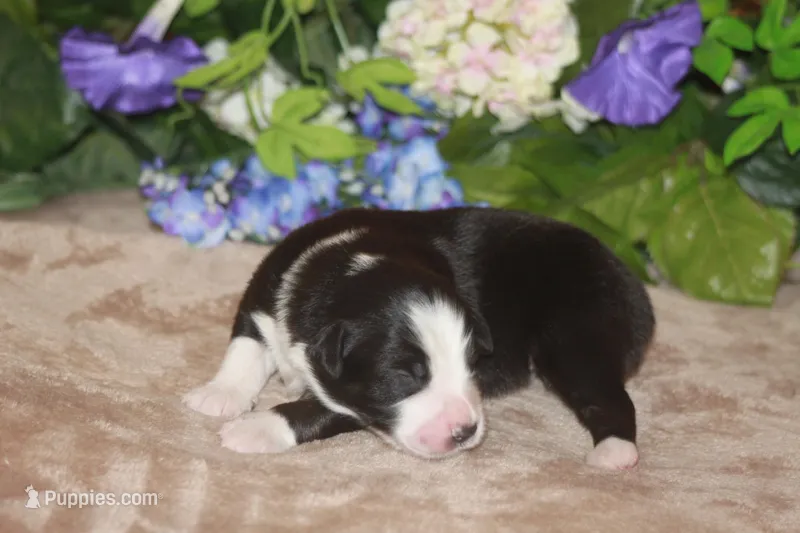 SAMUEL – Miniature American Shepherd puppy for sale in Glencoe, MN