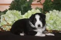 SAMUEL, a male Miniature American Shepherd for sale in Glencoe, MN – 8 of 10