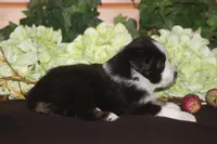 SAMUEL, a male Miniature American Shepherd for sale in Glencoe, MN – 6 of 10