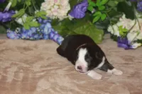 SAMUEL, a male Miniature American Shepherd for sale in Glencoe, MN – Photo 7 of 9