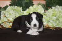 SAMUEL, a male Miniature American Shepherd for sale in Glencoe, MN – 4 of 10