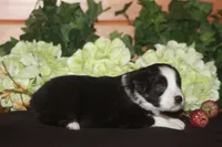 SAMUEL, a male Miniature American Shepherd for sale in Glencoe, MN – 5 of 10