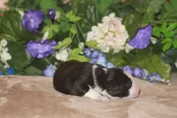 SAMUEL, a male Miniature American Shepherd for sale in Glencoe, MN – Photo 5 of 9