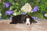 SAMUEL, a male Miniature American Shepherd for sale in Glencoe, MN – Photo 4 of 9