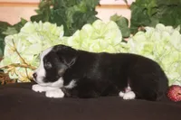 SAMUEL, a male Miniature American Shepherd for sale in Glencoe, MN – 10 of 10