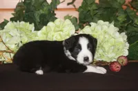 SAMUEL, a male Miniature American Shepherd for sale in Glencoe, MN – 9 of 10