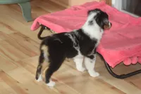 QUEEN, a female Miniature American Shepherd for sale in Glencoe, MN – 2 of 10
