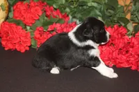 ADELINE, a female Miniature American Shepherd for sale in Glencoe, MN – 5 of 7