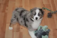 BENNETT, a male Miniature American Shepherd for sale in Glencoe, MN – 2 of 10