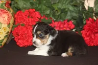 TRUETT, a male Miniature American Shepherd for sale in Glencoe, MN – 4 of 9