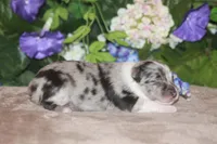 LAINEY, a female Miniature American Shepherd for sale in Glencoe, MN – Photo 3 of 9