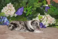 LAINEY, a female Miniature American Shepherd for sale in Glencoe, MN – Photo 6 of 9