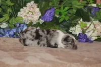 LAINEY, a female Miniature American Shepherd for sale in Glencoe, MN – Photo 4 of 9