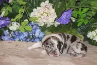 LAINEY, a female Miniature American Shepherd for sale in Glencoe, MN – Photo 2 of 9
