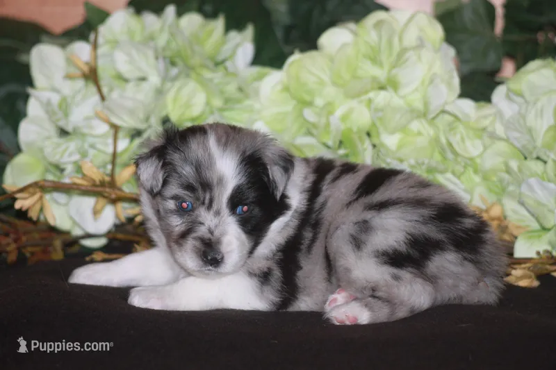LAINEY – Miniature American Shepherd puppy for sale in Glencoe, MN