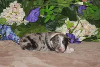 LAINEY, a female Miniature American Shepherd for sale in Glencoe, MN – Photo 5 of 9