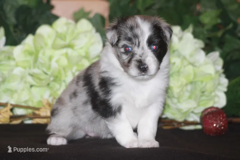 LAINEY – Miniature American Shepherd puppy for sale in Glencoe, MN