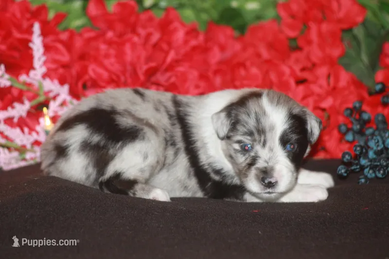 LAINEY – Miniature American Shepherd puppy for sale in Glencoe, MN