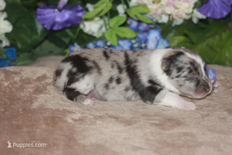 LAINEY – Miniature American Shepherd puppy for sale in Glencoe, MN