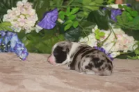 LAINEY, a female Miniature American Shepherd for sale in Glencoe, MN – Photo 7 of 9