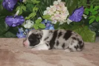 LAINEY, a female Miniature American Shepherd for sale in Glencoe, MN – Photo 9 of 9