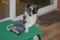 LAINEY, a female Miniature American Shepherd for sale in Glencoe, MN – 2 of 10