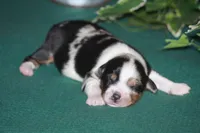 QUEEN, a female Miniature American Shepherd for sale in Glencoe, MN – 7 of 8