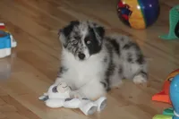 Lainey, a female Miniature American Shepherd for sale in Glencoe, MN – 5 of 10