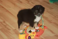ARLO, a male Miniature American Shepherd for sale in Glencoe, MN – 5 of 10