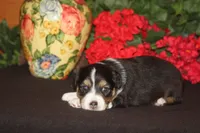TRUETT, a male Miniature American Shepherd for sale in Glencoe, MN – 2 of 9