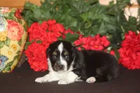 SAWYER, a male Miniature American Shepherd for sale in Glencoe, MN – 8 of 10