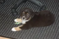 ARLO, a male Miniature American Shepherd for sale in Glencoe, MN – 9 of 10