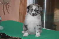 ENZO, a male Miniature American Shepherd for sale in Glencoe, MN – 6 of 10