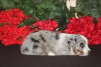 SHANE, a male Miniature American Shepherd for sale in Glencoe, MN – 9 of 10