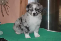 ENZO, a male Miniature American Shepherd for sale in Glencoe, MN – 3 of 10
