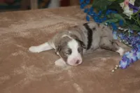 BENNETT, a male Miniature American Shepherd for sale in Glencoe, MN – Photo 7 of 10