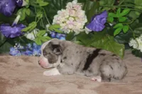 BENNETT, a male Miniature American Shepherd for sale in Glencoe, MN – Photo 9 of 10