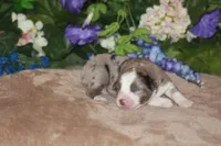 BENNETT, a male Miniature American Shepherd for sale in Glencoe, MN – Photo 6 of 10