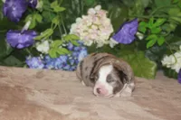 BENNETT, a male Miniature American Shepherd for sale in Glencoe, MN – Photo 5 of 10